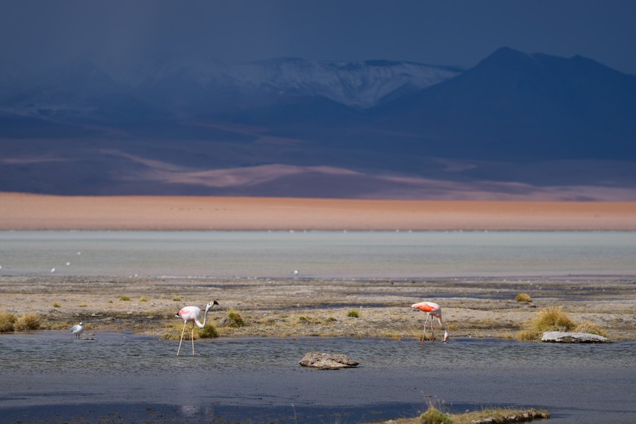 Flamingos bathing in the water in the Bolivian Altiplano