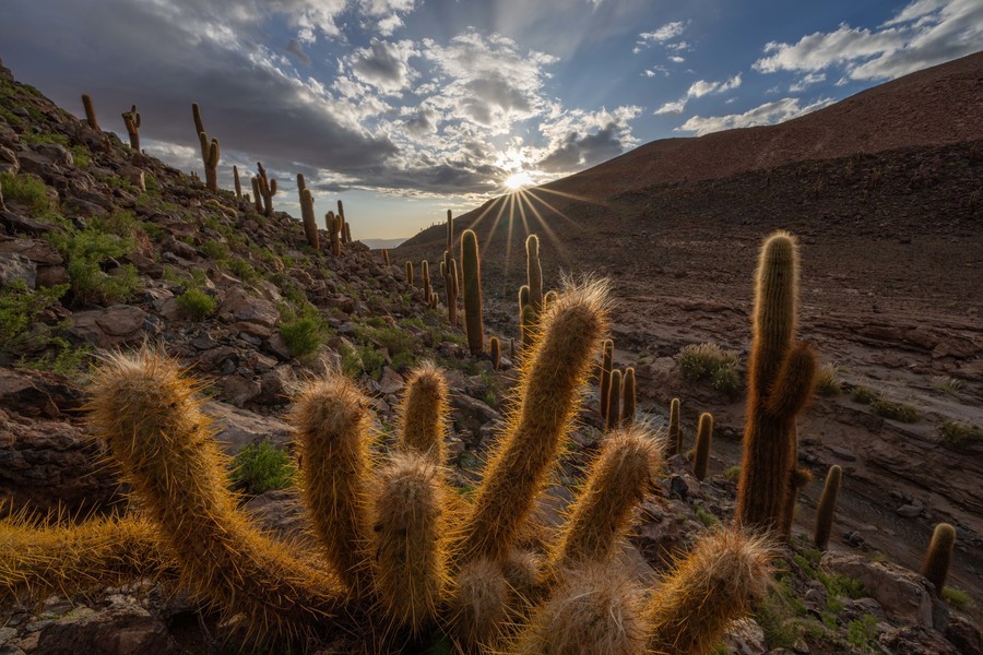Sun setting behind a hill, in the foreground there is a variety of giant cacti spread across a hillside