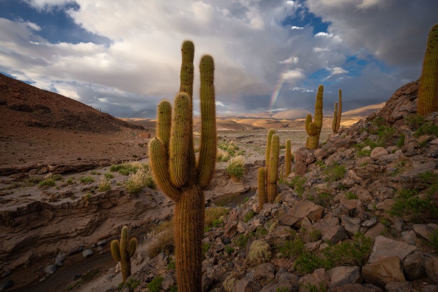 Cacti field with a sky full of dramatic clouds and a rainbow