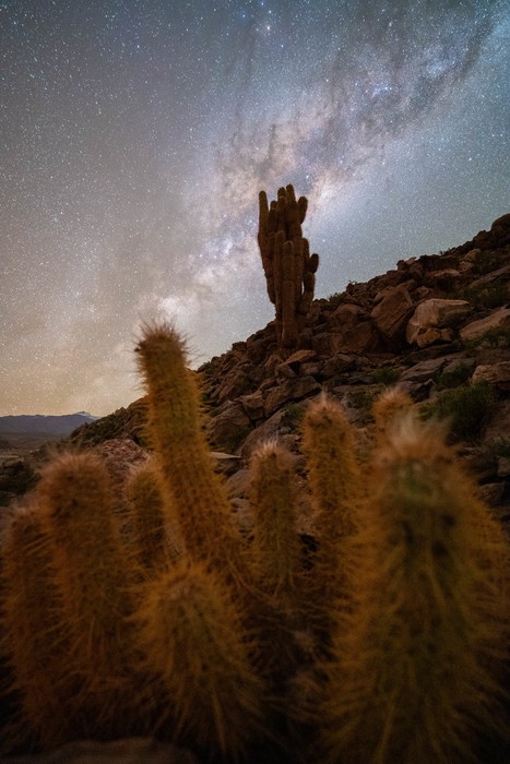 Cacti under the night sky filled with stars and the Milky Way