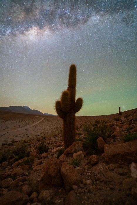 Cacti under the night sky filled with stars and the Milky Way