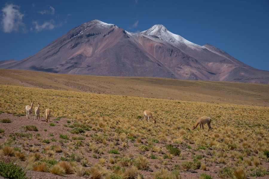 Guanacos feeding in a field with a snow-capped mountain in the background