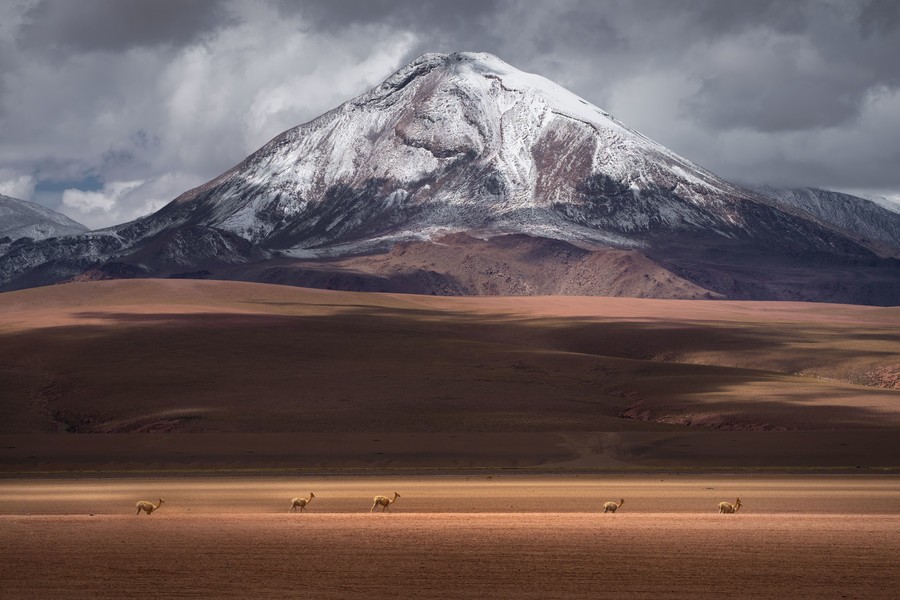 Guanacos spread across a field with a snow-capped mountain in the background