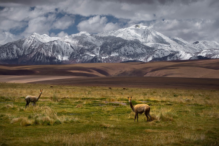 Guanacos in a field with snow-capped mountains in the backdrop
