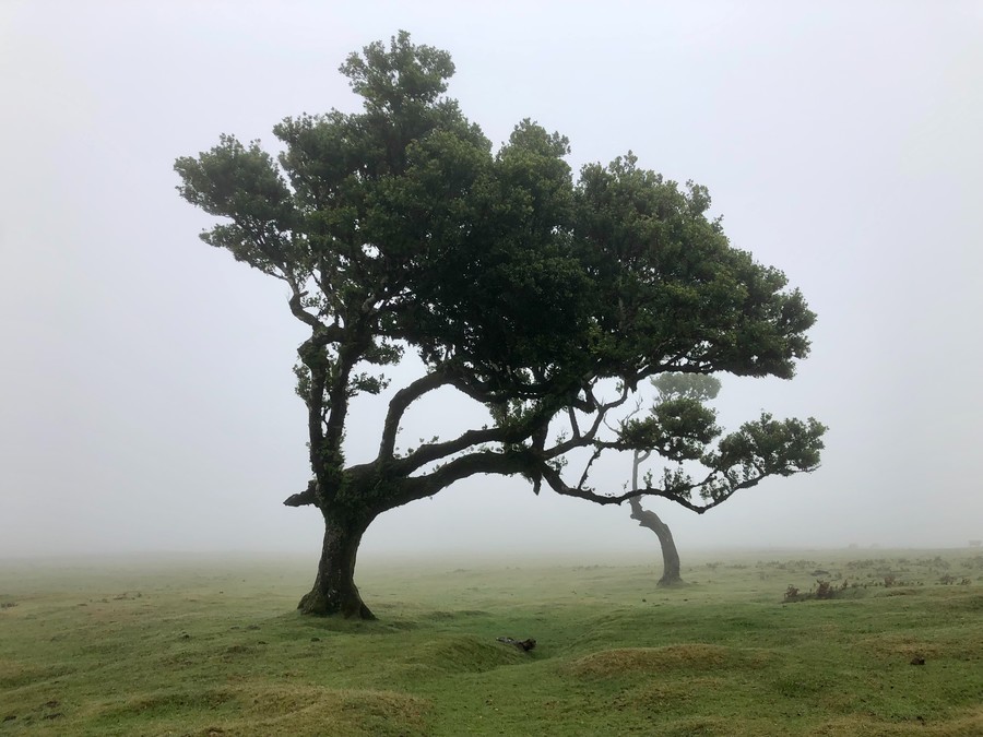 Two trees alone in a field covered in fog