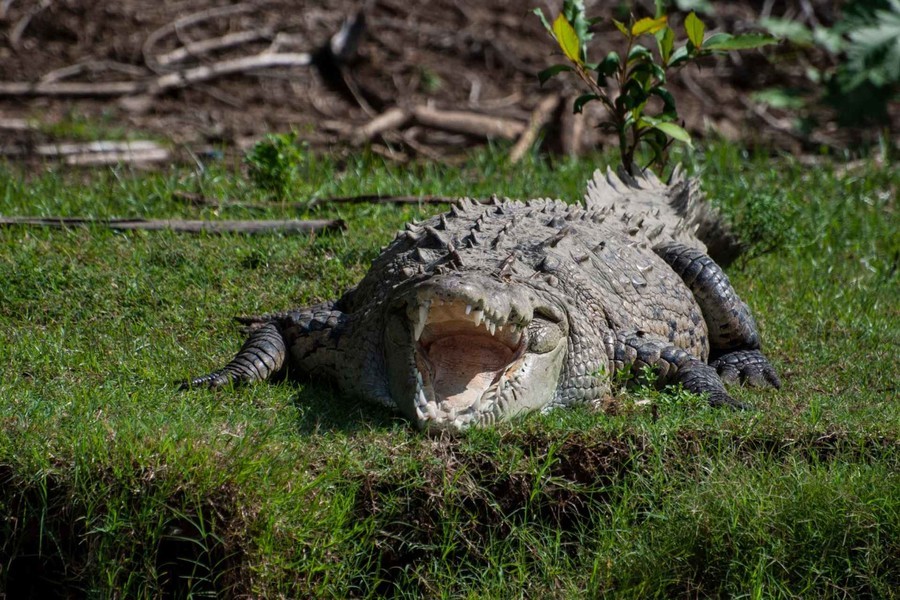 See the crocodiles of the Tárcoles River, something impressive to do in Jacó