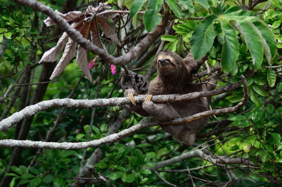 Tour to see sloths, sloth tour Costa Rica