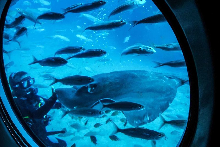 Diver among school of fish, tenerife submarine safari