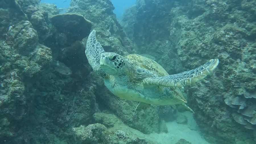Sea turtles, an animal near corcovado costa rica