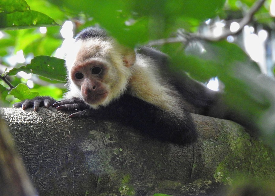 Monkeys in Corcovado National Park