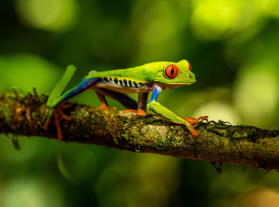Apúntate a un safari nocturno por el santuario de ranas de La Fortuna, Costa Rica