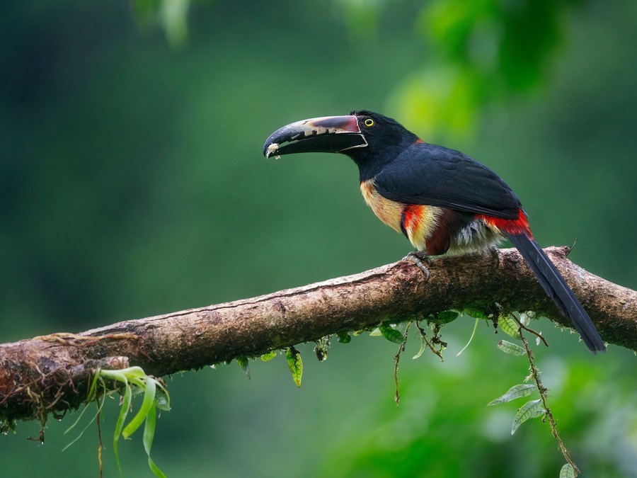 Birds species in Corcovado National Park