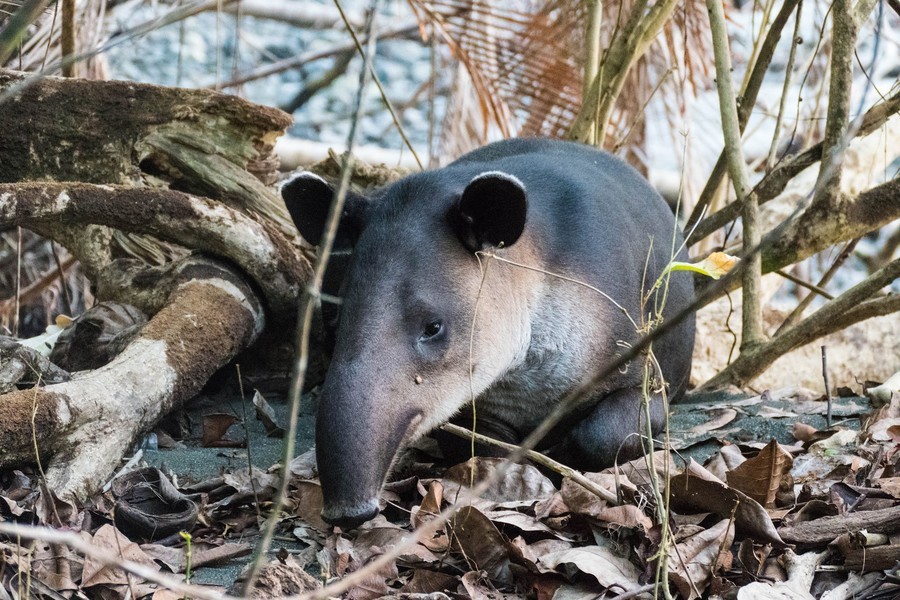 Tapir in the rainforest of corcovado national park