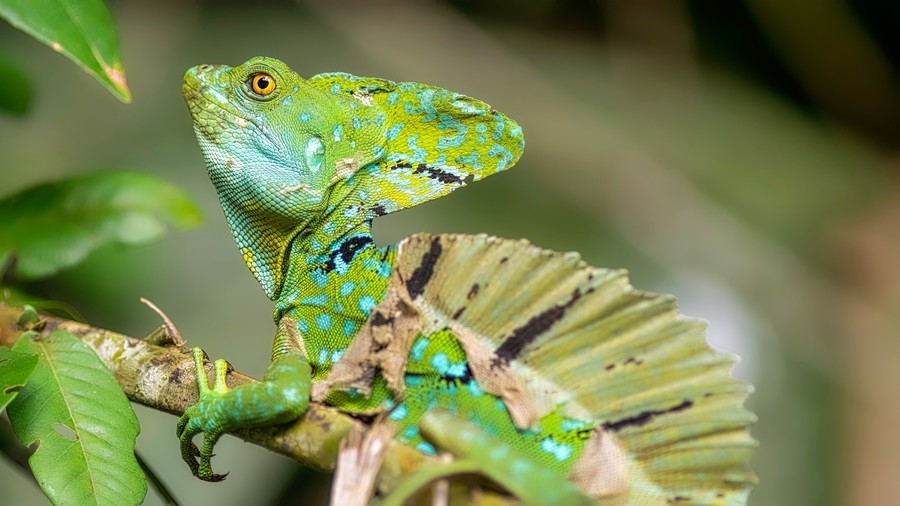 The Iguana is another animal in corcovado, costa rica