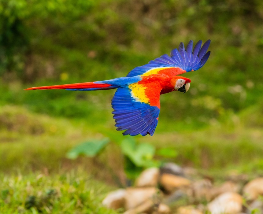 Macaw soaring through the corcovado rainforest in costa rica