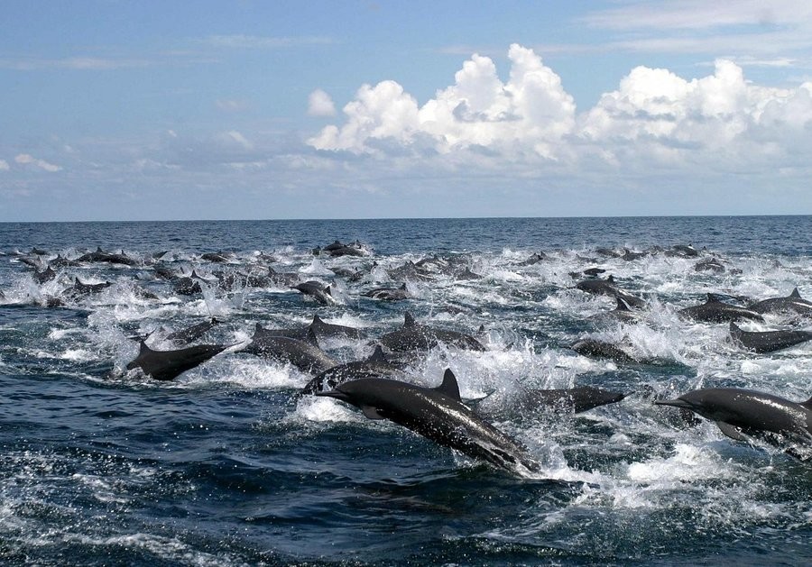 Dolphin-watching, an outdoor thing to do in corcovado park costa rica