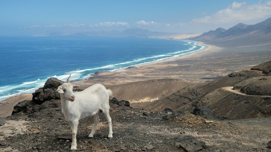 Una cabra en el Mirador Cofete en Playa Cofete