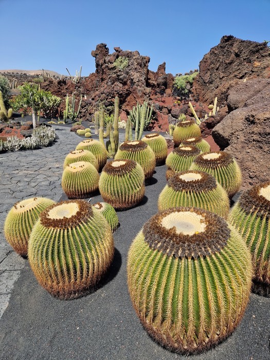 Los “Cojines de Suegra” en el Jardín de Cactus en Lanzarote