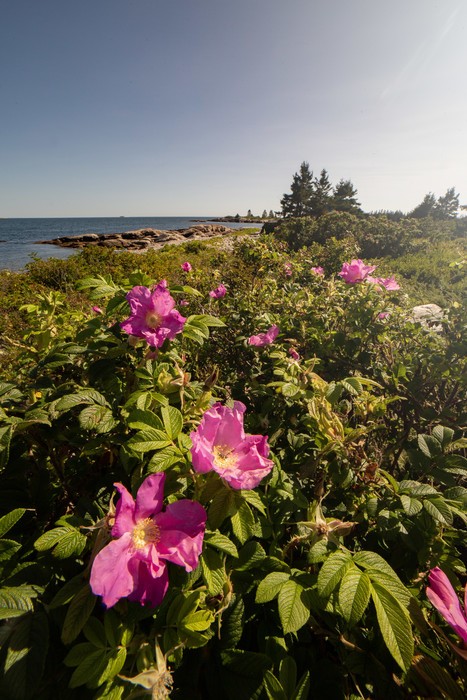 Wildflowers blossoming during a sunny day in Acadia National Park