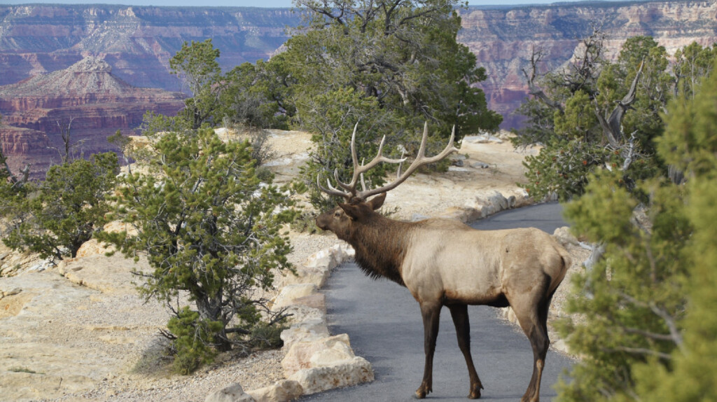 Elk and wildlife along the bright angel trail