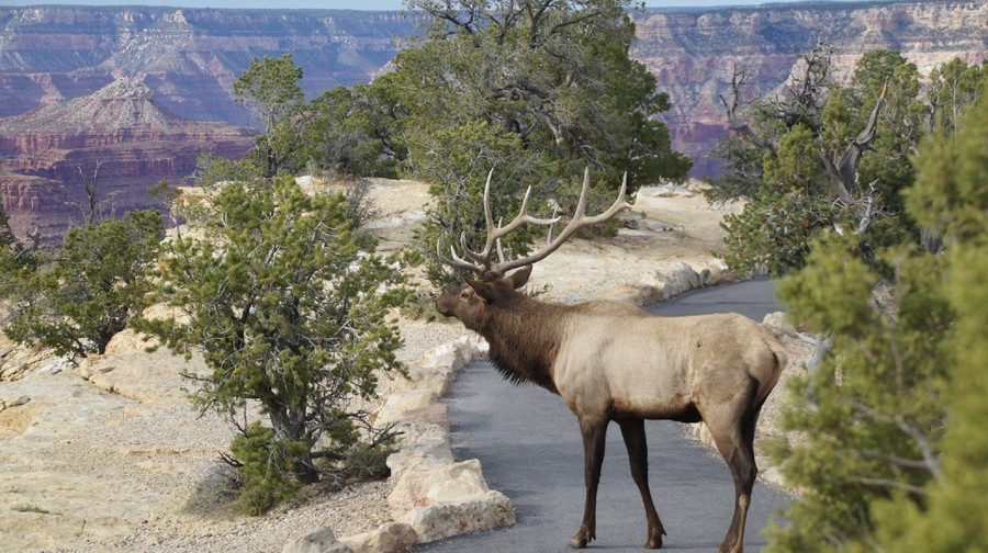 Elk in the canyon, something to see in 2 days at grand canyon