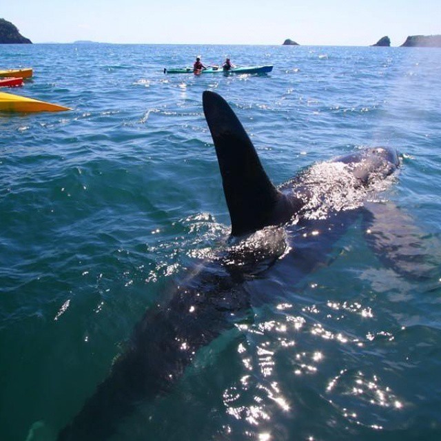 Kayaking with killer whales, best vancouver whale watching tours