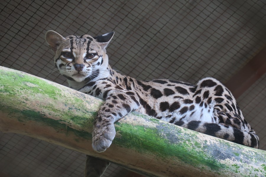Centro de Rescate Jaguar, uno de los mejores lugares que visitar en Puerto Viejo, Costa Rica