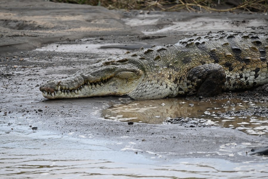 Los cocodrilos de Costa Rica en el Río Tárcoles miden hasta 4 metros