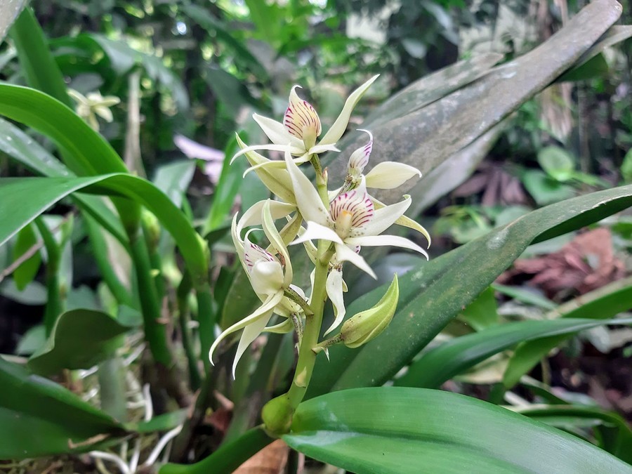 Puedes aprovechar tu visita para explorar el Jardín de Orquídeas de la Cascada La Fortuna costa rica