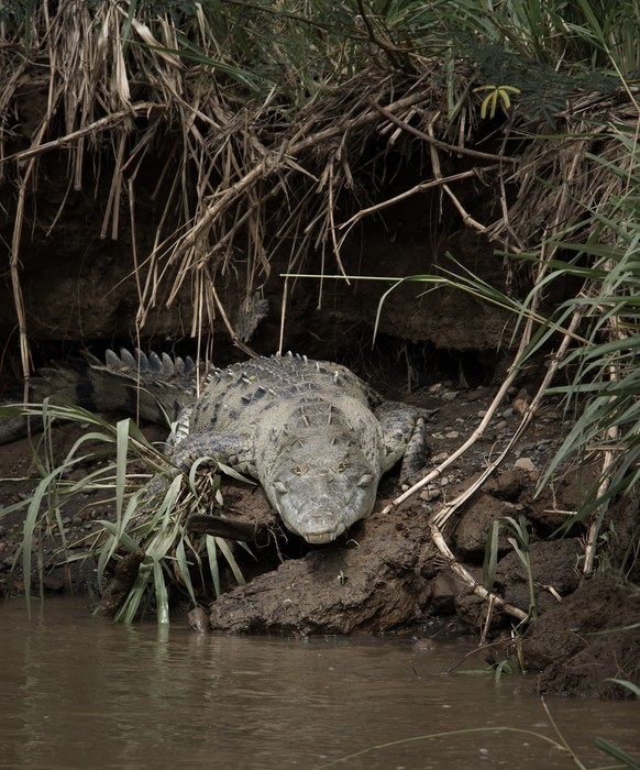Dónde ver cocodrilos en Costa Rica fue del Río Tárcoles