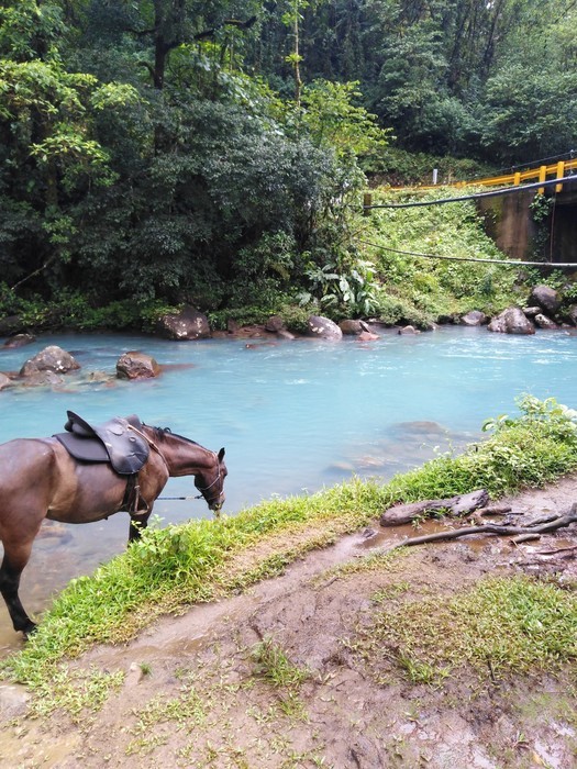 Rio Celeste horse trail Costa Rica