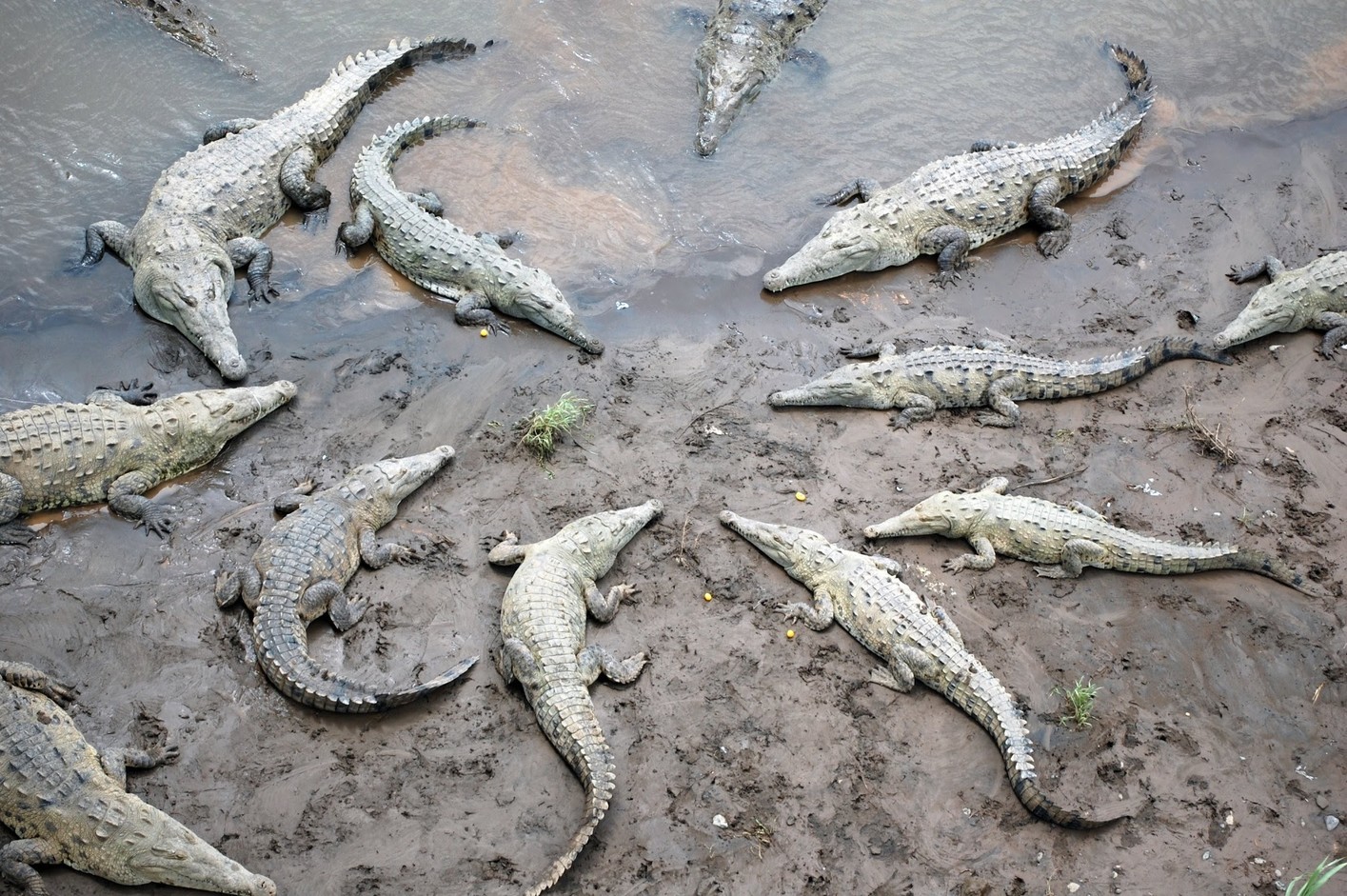 Pollution of the Tárcoles River crocodiles in Costa Rica