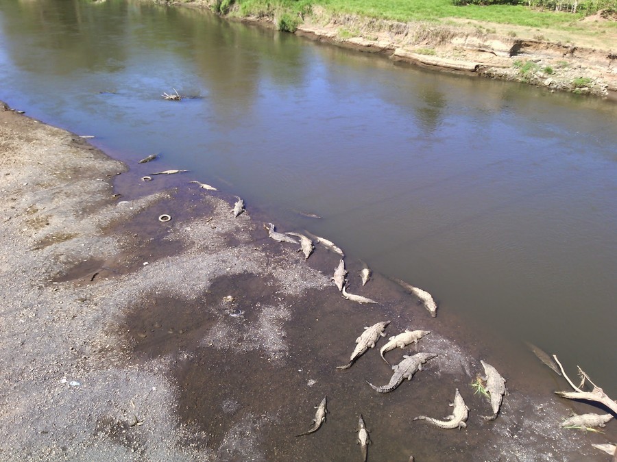 Qué ver en el puente de los cocodrilos del Río Tárcoles costa rica