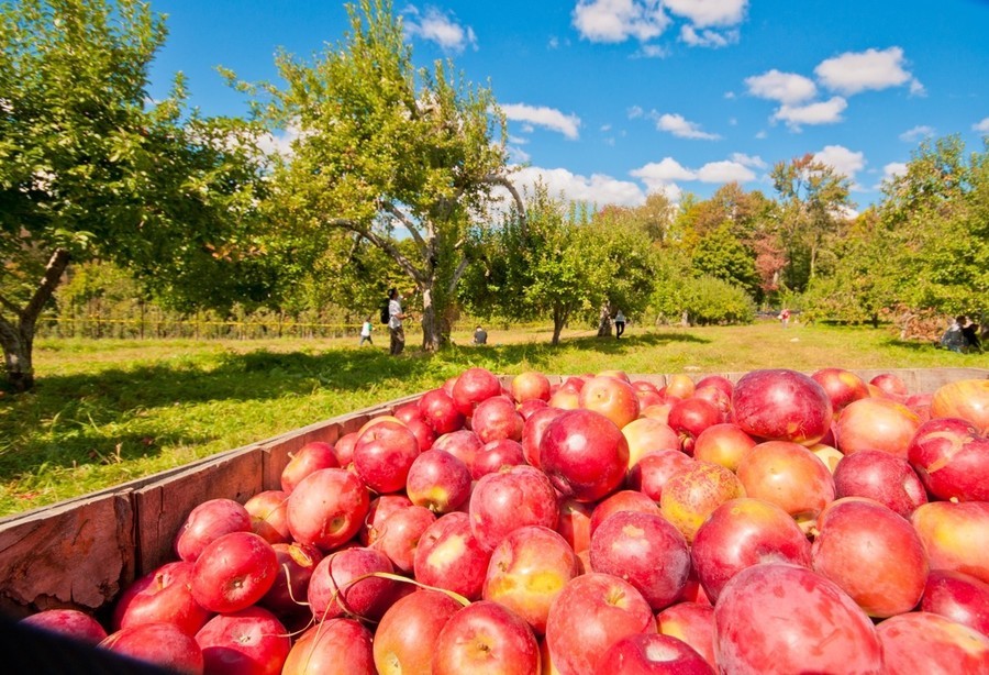 Recoger calabazas y manzanas en otoño en NY
