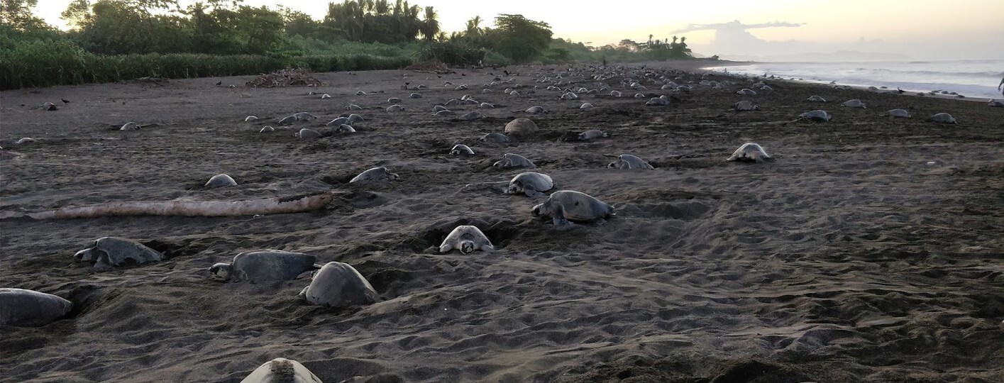 Refugio de Vida Silvestre Ostional, uno de los espacios protegidos más importantes que visitar en Guanacaste, en la Península de Nicoya