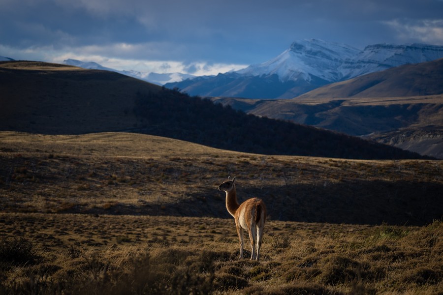 A guanaco in the Patagonian pampa with mountains in the background