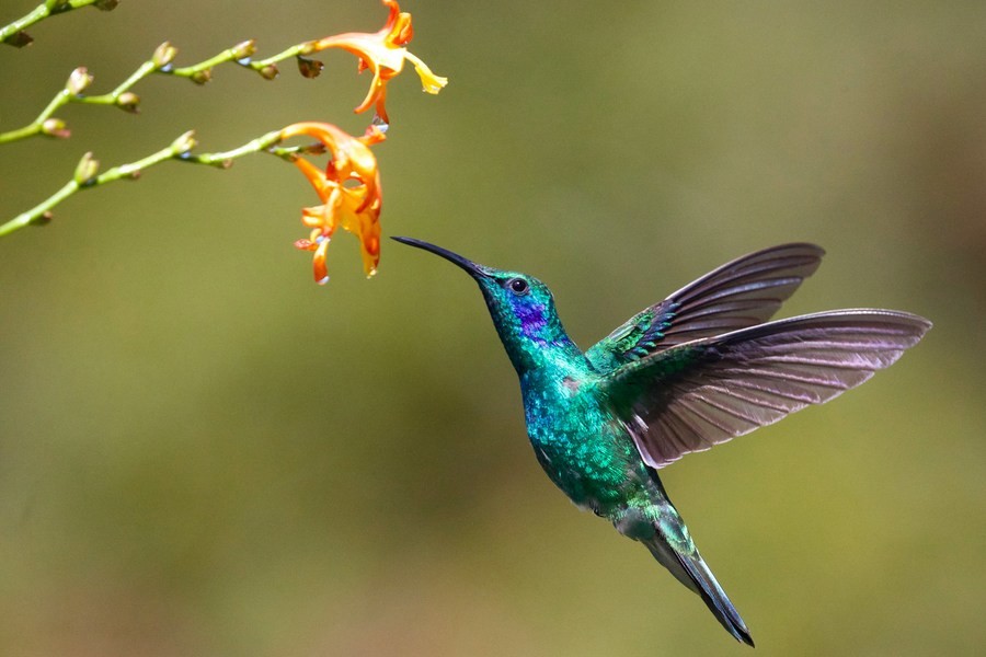 Hummingbird in Monteverde Cloud Forest Biological Reserve