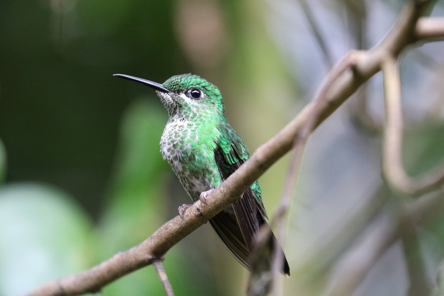 Hummingbird Garden, another attraction in Monteverde Cloud Forest Biological Reserve