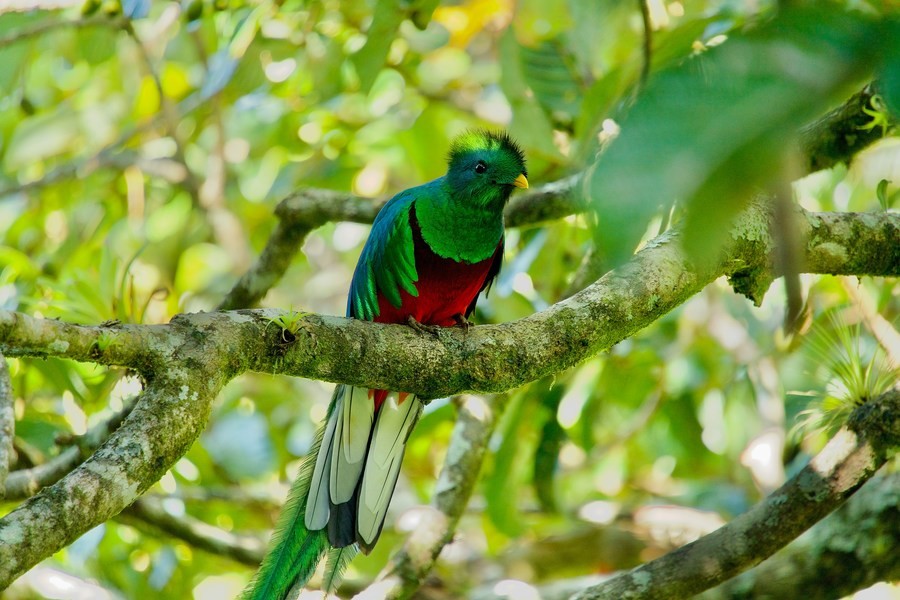 Observación de aves en Monteverde, algo imprescindible que hacer durante tu visita