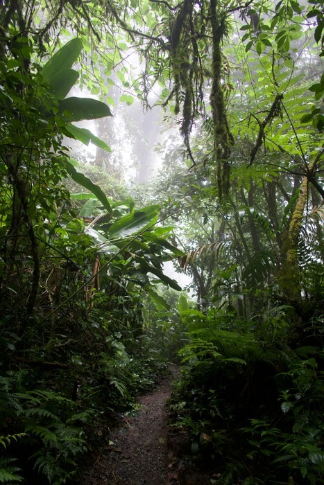 Monteverde Cloud Forest tours and prices