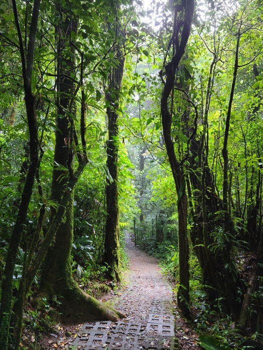 Hiking trails in Monteverde National Park Costa Rica