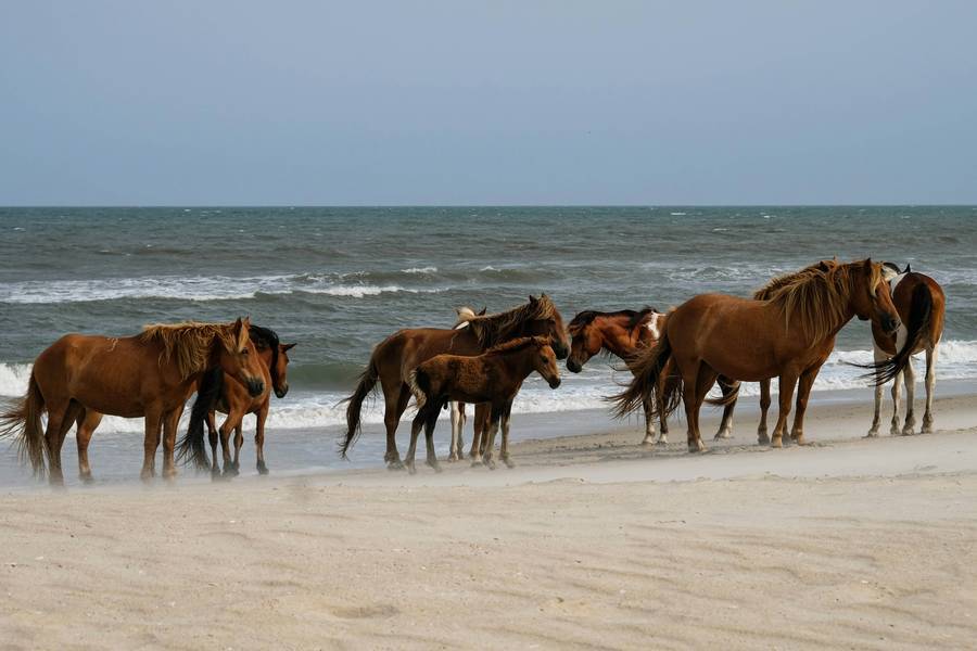 Assateague Island National Seashore, best camping spots in United States