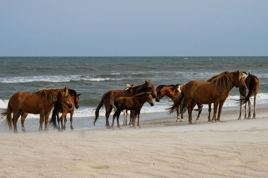 Assateague Island, the best beach vacation spot in the USA