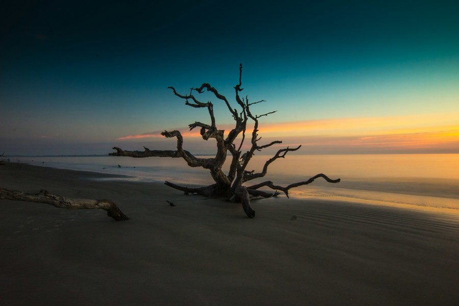 Driftwood Beach, a top beach in the USA