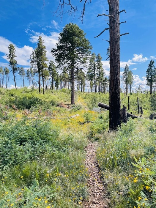 Point Imperial Trail, a hike in North Rim of the Grand Canyon