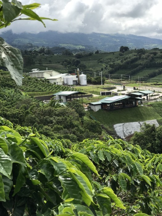 Starbucks coffee farm and half-day tour of poas volcano