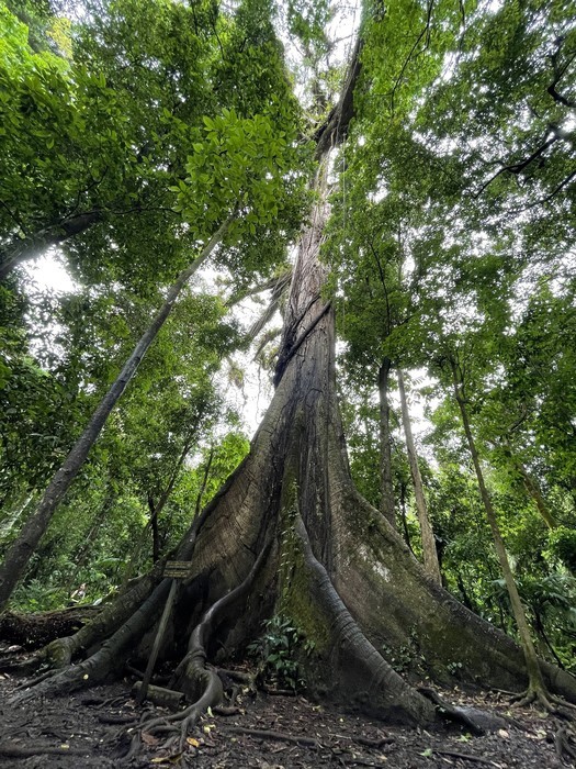 El Sendero El Ceibo alberga uno de los árboles más antiguos del Parque Nacional Volcán Arenal