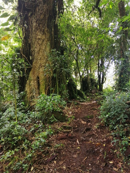 Hiking at the Poas Volcano on the Escalonia Trail