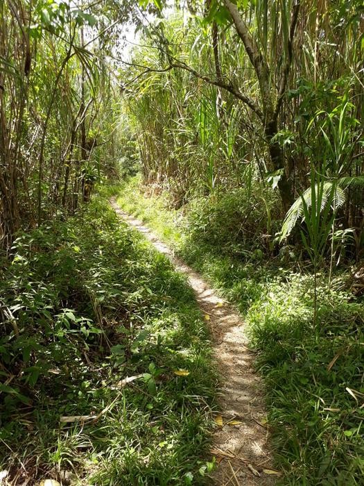 Heliconias Trail, excursion to the Arenal Volcano