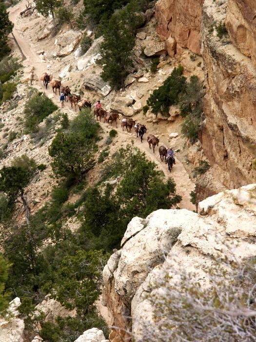 Mules along the bright angel trail in the grand canyon